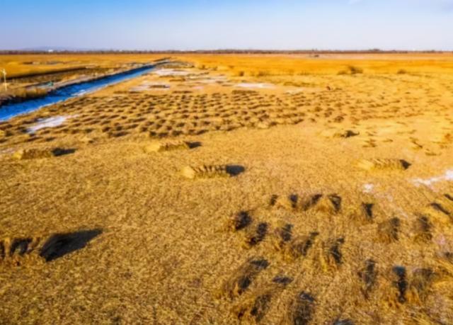 芦苇根的功效与作用，芦苇根煮水的功效与作用（有一道材料“特殊”的菜）