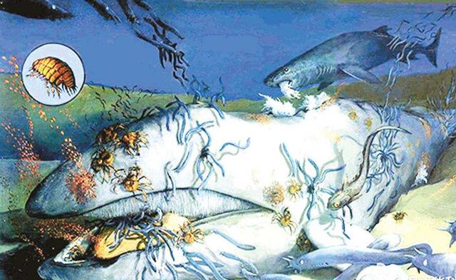 鲸落是什么，鲸落是什么类型的本（何为鲸落？其有何作用）