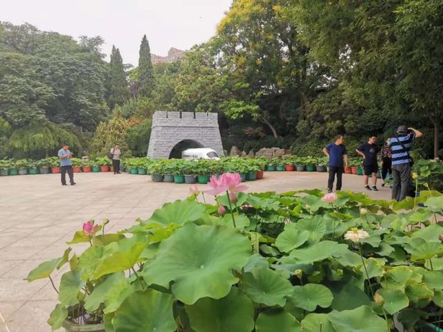 夏雨荷大明湖畔在哪里，大明湖畔的夏雨荷在哪个城市（快来跟“夏雨荷”见个面）