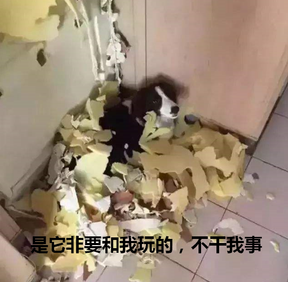 边牧买了母的后悔了，边牧买了母的后悔了 （不然你会和我一样后悔莫及）