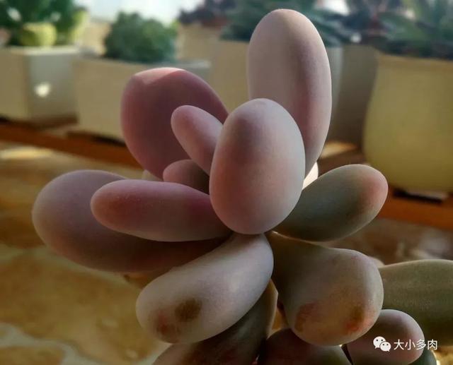 多肉十大美人系列，十大漂亮多肉（盘点盘点多肉界的“美人”们）