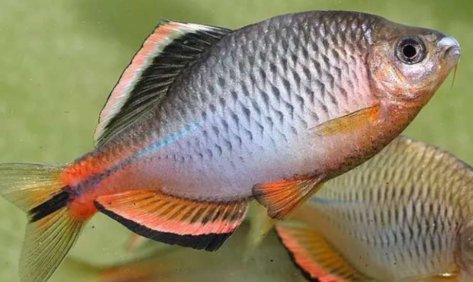 红腹水虎,原生观赏鱼头号领军人物 - 玉三网