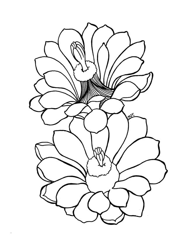 花瓣的简笔画法，花瓣简笔画图片大全（零基础也可以画的很好看）