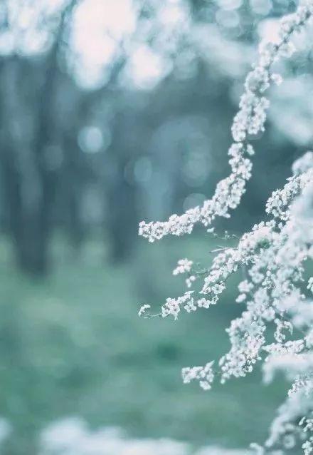 雪柳花语，雪柳花语殊胜什么意思（选对了叶材，鲜花靠边站）