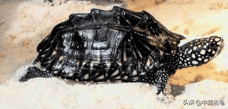 乌龟一般吃什么，家养的小乌龟一般吃什么（最全面的新手养龟攻略）