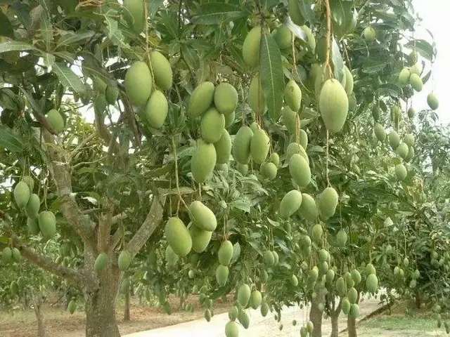 芒果怎么种植方法，芒果的种植方法（亩收益都上万）