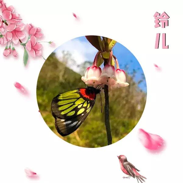 野生吊钟花什么时候开花，吊钟花结果吗（鲜艳的春节红已提早报春）