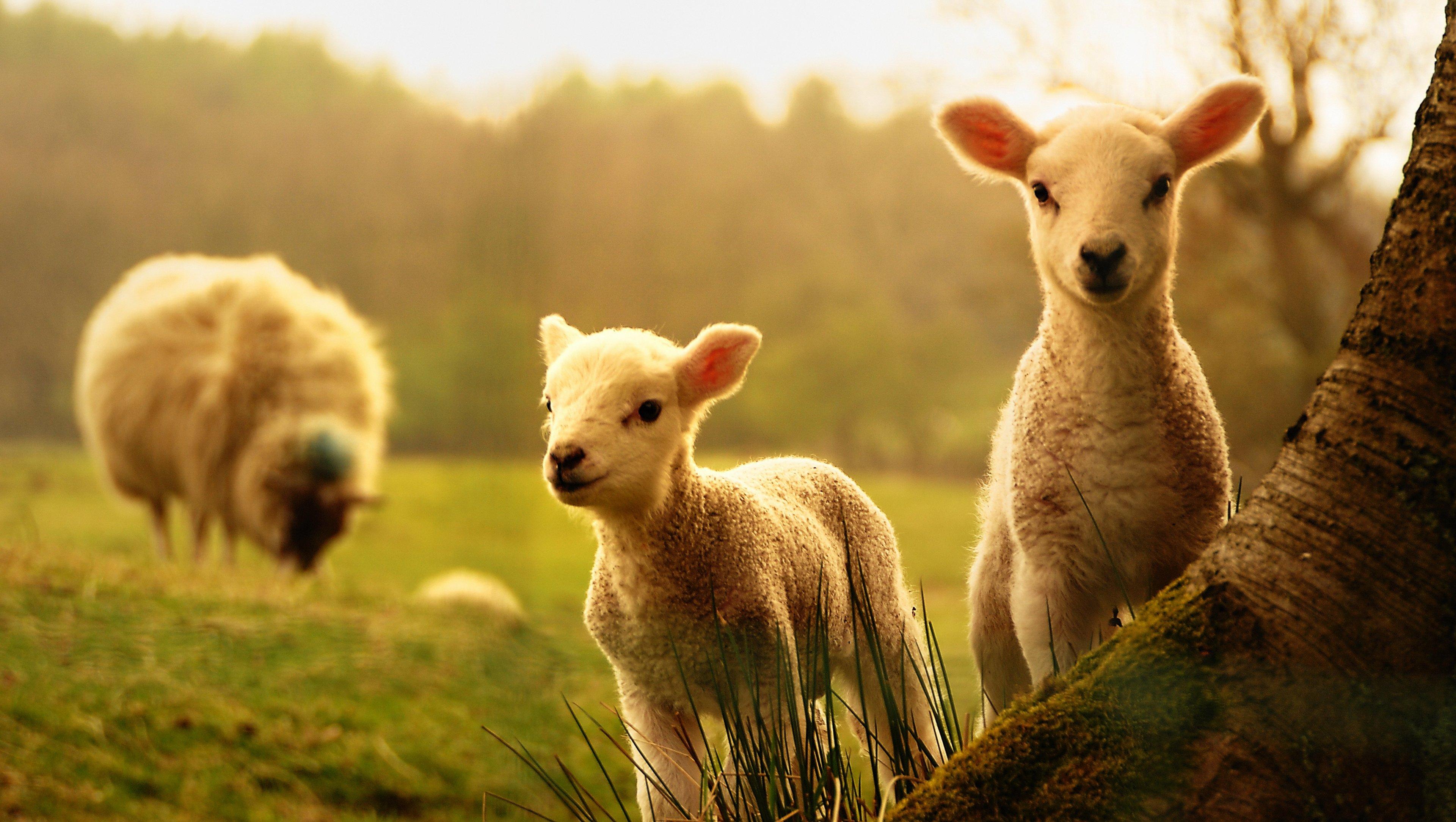 领头羊(羊群中必定有一只领头羊) - 火句子