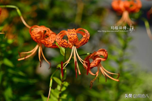 百合几月份开花，百合花什么时候开花（盛开在初夏的橙色花园）