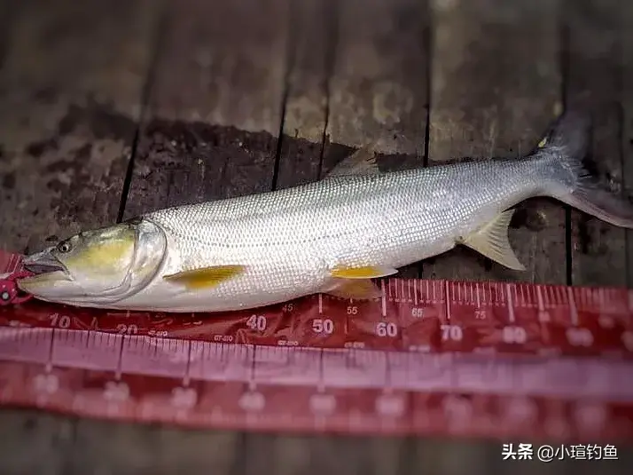 鳡鱼难钓非无因，习性狡猾藏深水，老钓手也常空竿，揭秘其拒钩之谜与应对技巧