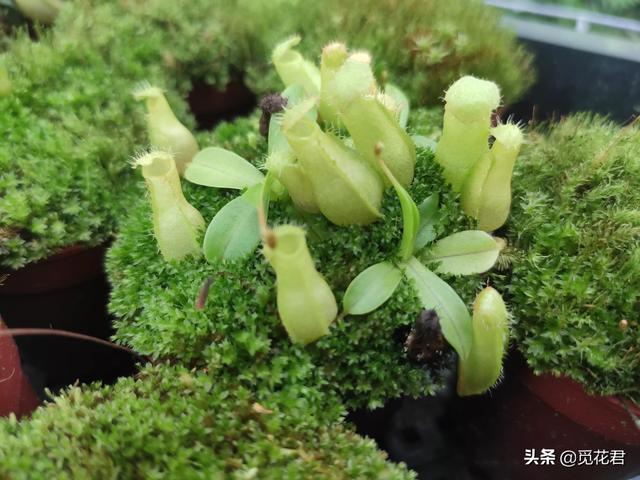 猪笼草（猪笼草图片，不同的生长状态（猪笼草的草的图片）