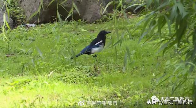 肃杀的意思是什么，肃杀是什么意思（今日处暑——寒来“暑”往）