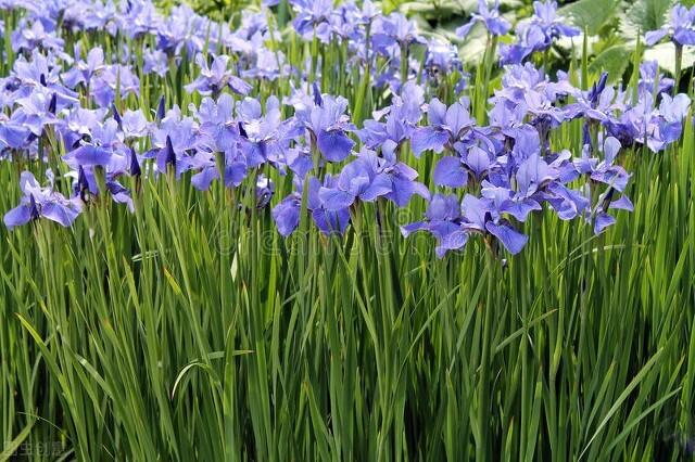 郁金香花语和寓意，你们知道这些花的花语吗（黄色郁金香花语和寓意）