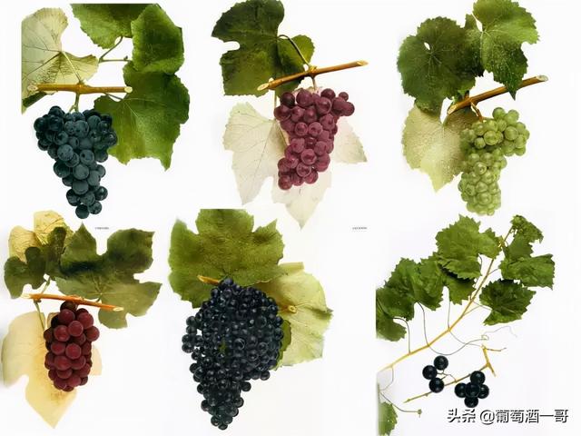 法国红酒什么味道，法国红酒什么味道最好喝（这是一篇超级齐全的法国葡萄酒介绍）
