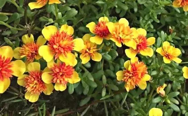 绿萝好养吗,绿萝怎样栽培(绿萝竟然排在倒数第1) 绿萝好养吗,绿萝怎样栽培(绿萝竟然排在倒数第1)