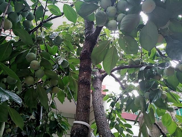 怎么晒柿子干，怎么晒柿子干好吃（老一辈的方法真好）