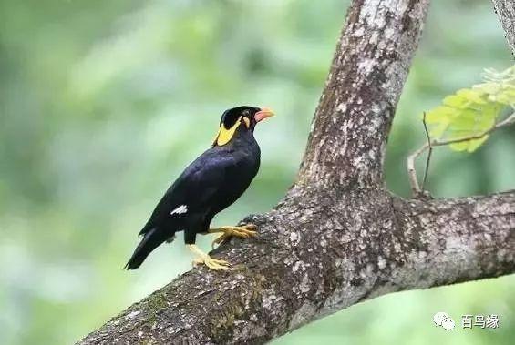 家八哥和鹩哥的区别，八哥与鹩哥常见问题解答