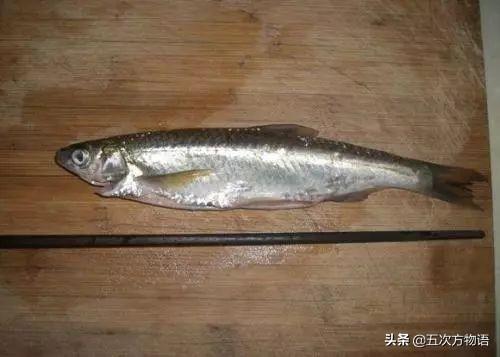 瓜子斑鱼多少钱一斤(黑省经济鱼类) - 价格百科