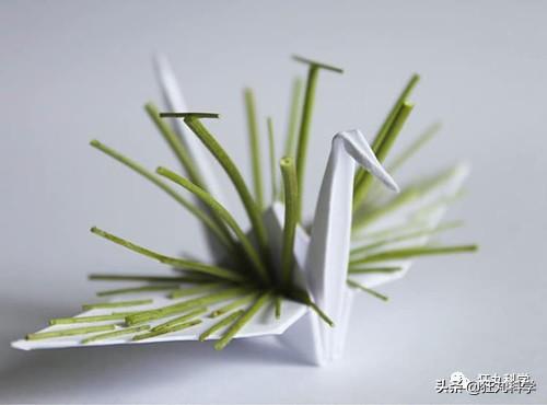 如何做一个千纸鹤，怎样才能做千纸鹤（一千天叠出1000种纸鹤）