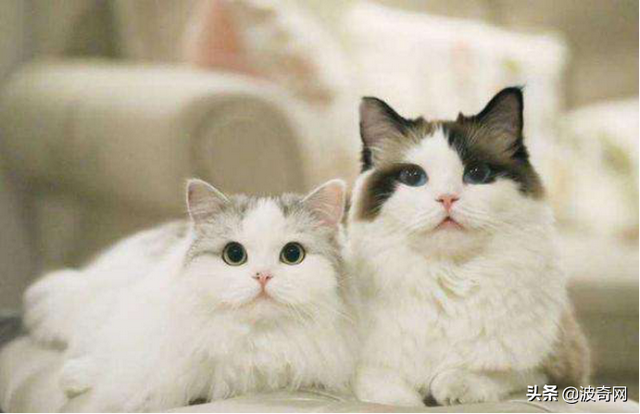 宠物婚介，从官园到闲鱼的“它相亲”蓬勃发展的细分市场