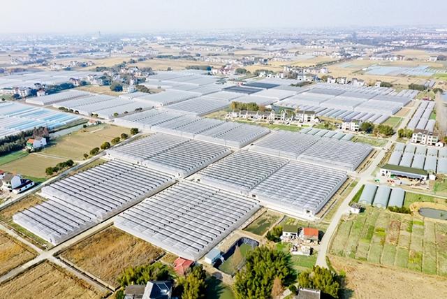 米苋，“金山菜”24小时从田间到餐桌（米苋菜）