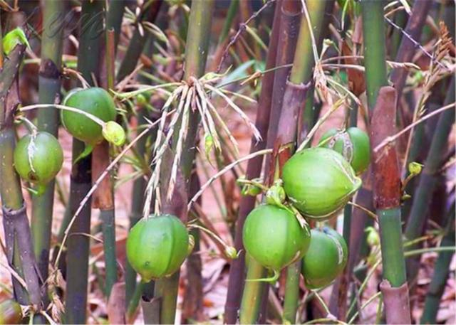 竹子开花吗，竹子一生只开一次花吗（竹子开花难道真是“大灾变”的前兆）