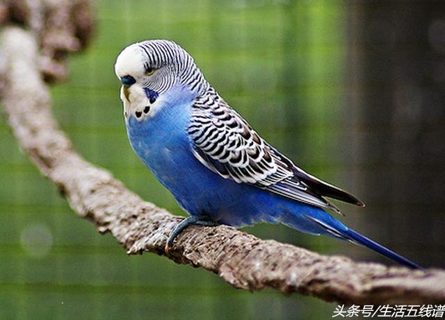 全身都黄绿色的鹦鹉是什么品种，全身都黄绿色的鹦鹉是什么品种的鹦鹉（虎皮鹦鹉的20个品类）