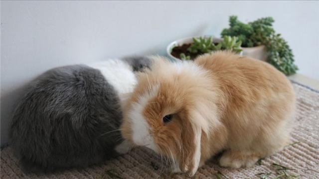 兔子的外形特点，描写兔子的外形特点（如何辨别兔子的雌雄）