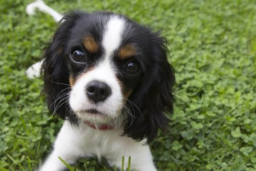 最适合家庭养的小型犬非常好养，盘点十种优秀的家庭犬种