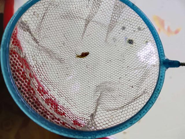 冷水观赏鱼养殖方法和注意事项，常见几种冷水观赏鱼的饲养水位和饲养密度