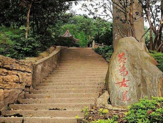 黄葛树和黄桷树的区别，黄葛树（黄葛树图片）