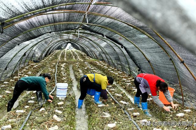 阳雀菌怎么做好吃,阳雀菌怎么吃最好(原来只能吃山上的) 阳雀菌怎么做好吃,阳雀菌怎么吃最好(原来只能吃山上的)