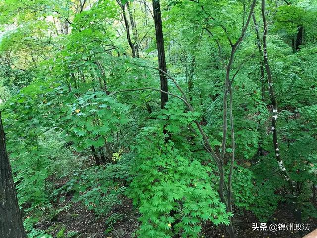 枫叶的特点，最佳观赏期还要等一等……（枫叶长什么样子）