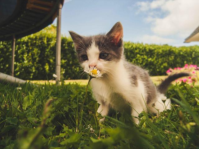 猫可以喝人的纯牛奶么，猫咪可不可以喝纯牛奶（宝宝都能喝的牛奶小猫却不能喝）