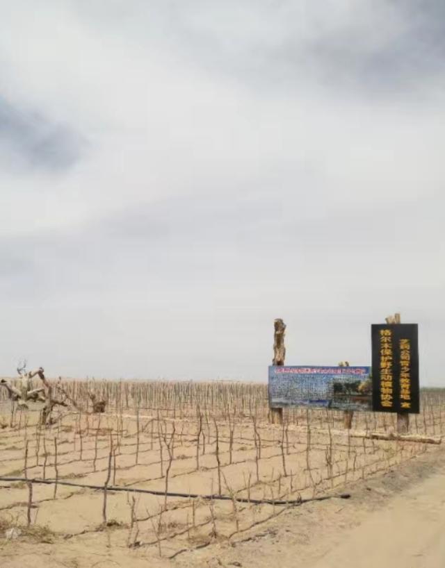 格尔木市海拔多少米，格尔木海拔高度是多少米（格尔木翻天覆地的变化）