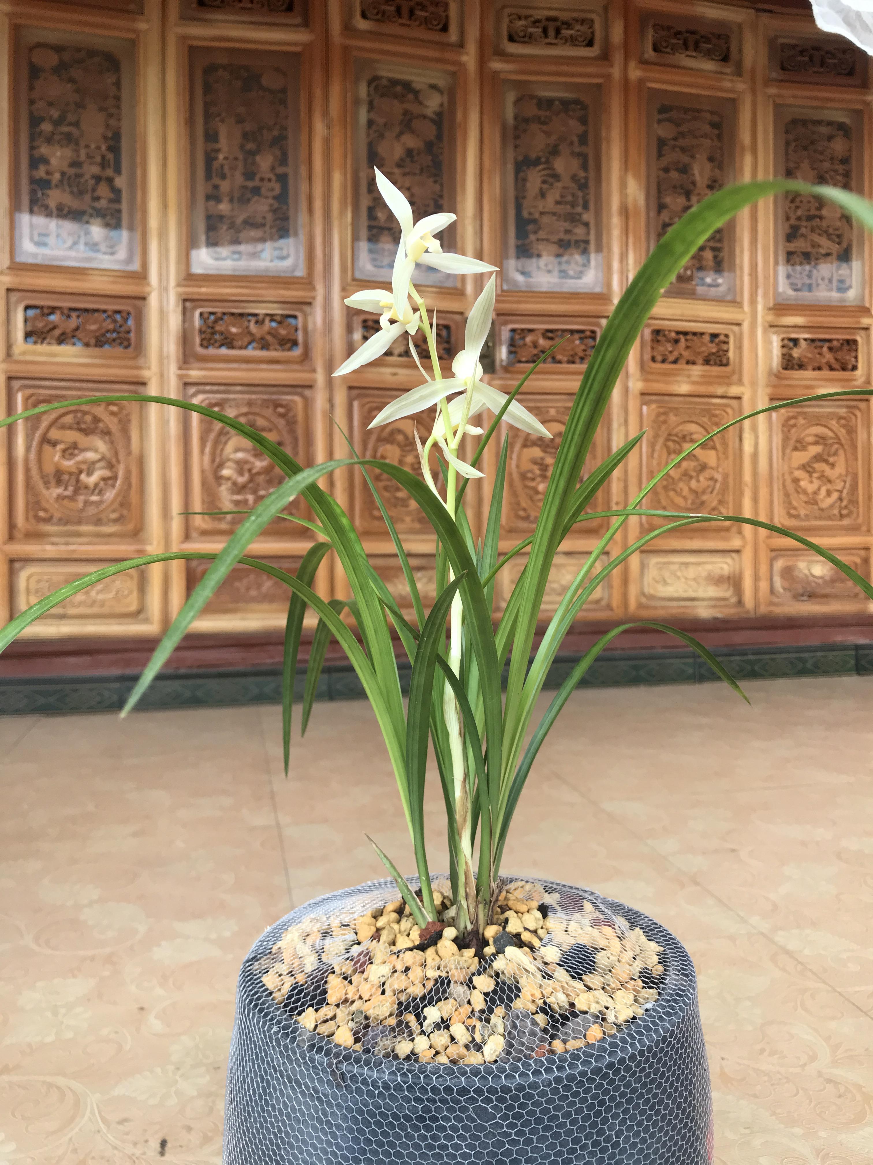 大雪素和石鼓大雪素的区别,***美大雪素 - 玉三网