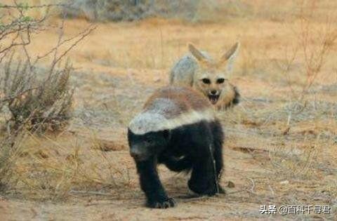 平头哥是什么梗，平头哥是什么梗 豆瓣（而是智勇双全的生存大师）