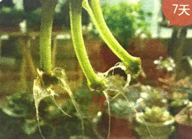 地不容的繁殖方法，地不容的繁殖栽培（试试哪一种方法更容易成功栽种在阳台上）