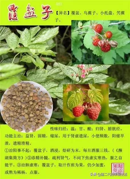 常见中草药图谱，中草药经典图谱（让你知道常用药都长啥样）