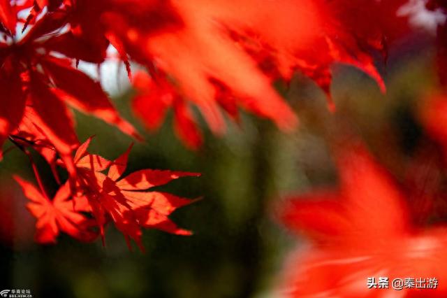 镇安木王国家森林公园：浓缩了秦岭美景的精华 秋季尤其美