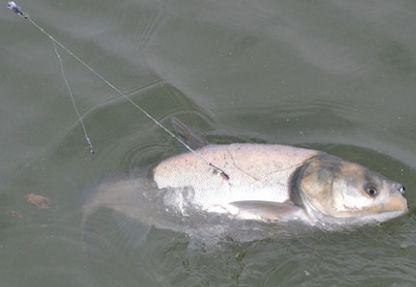 鲢鳙饵料配方绝招，钓鱼配方之怎样做钓鲢鳙饵料（丝毫不比商业饵差）