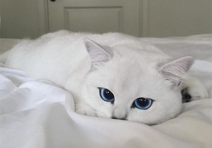 小猫声音沙哑怎么回事(白毛蓝眼的猫咪并非均为先天耳