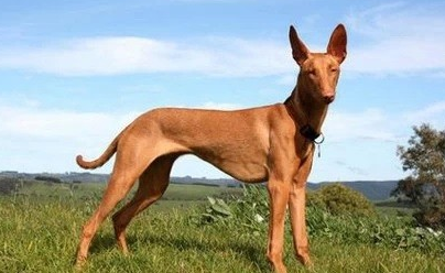 好养不臭的小型宠物，不臭又好养的宠物（“体味很轻”的几种狗狗）