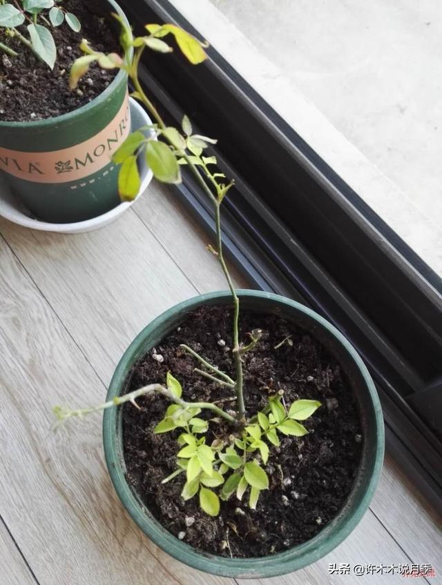 月季为什么不开花只长叶子，月季不开花只长叶子的原因处理方法（月季瘦弱、枝叶稀疏不开花怎么办）