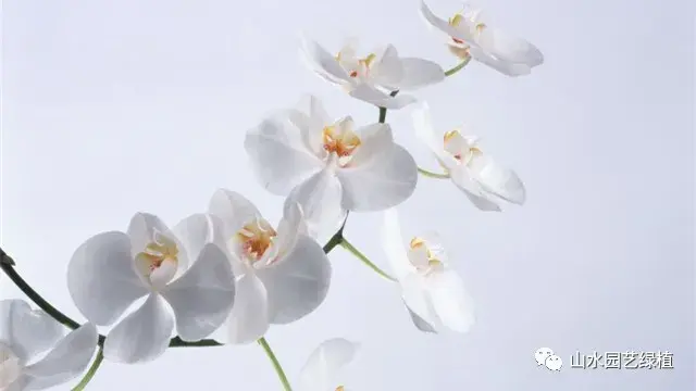 蝴蝶兰花语大全，各种颜色的蝴蝶兰花语