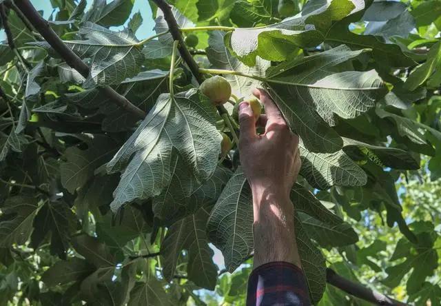 无花果的花在哪里，无花果有花吗（无花果的品种哪种好）