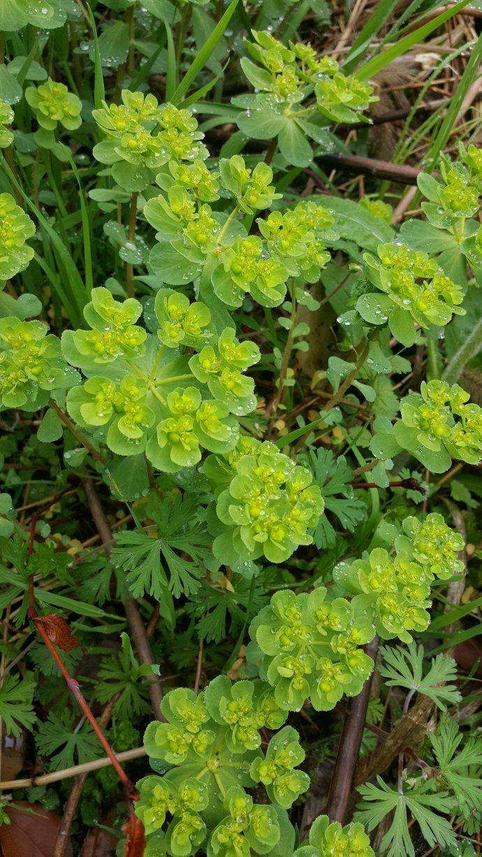 五朵云是什么植物(五朵云和猫眼草是一个植物吗) - 美客网