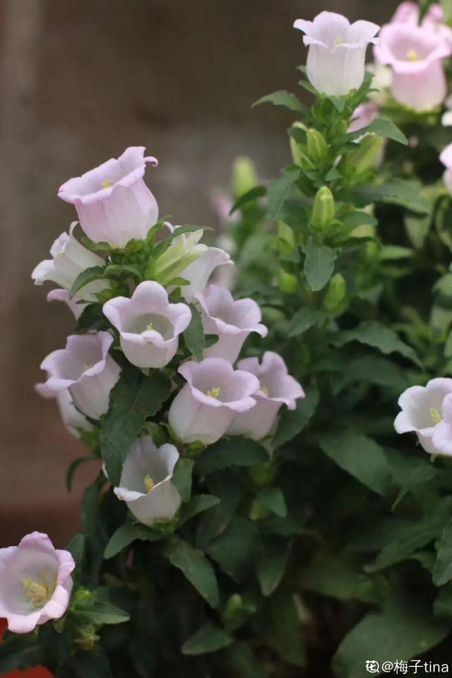 清新可爱的风铃花，漂亮风铃花（其中一个还能吃）