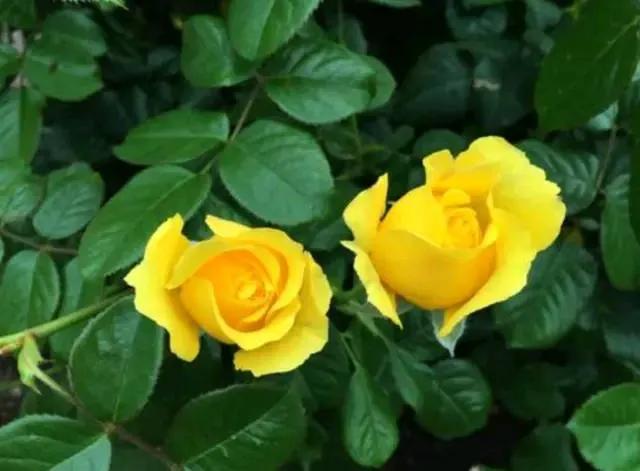 黄玫瑰是切花月季rosa hybrida中的黄色品种,以其优雅的姿态,花色鲜亮