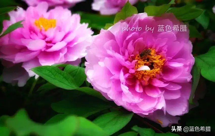 芍药花什么时候开，芍药什么时候开花（实拍13张芍药花照片）